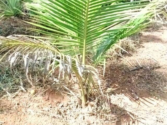 #10 - Chácara para Venda em Pouso Alegre - MG - 1