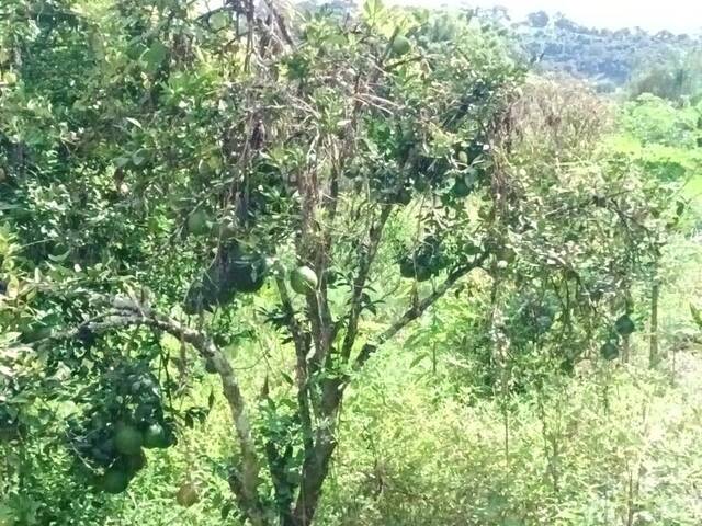 Chácara para Venda em Pouso Alegre - 5